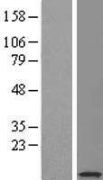 SERF2 Human Over-expression Lysate