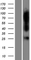 FAHD1 Human Over-expression Lysate