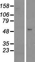GCOM1 (MYZAP) Human Over-expression Lysate