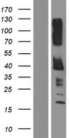 KIR2DL5B Human Over-expression Lysate