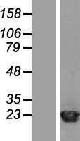 ARF1 Human Over-expression Lysate