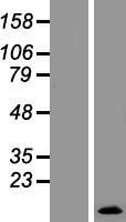 SPRR2E Human Over-expression Lysate