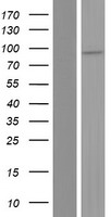 ZNF749 Human Over-expression Lysate
