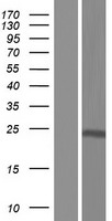 DHLAG (CD74) Human Over-expression Lysate