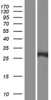 PSMA8 Human Over-expression Lysate