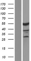 CELF2 Human Over-expression Lysate
