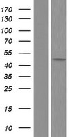Argininosuccinate Lyase (ASL) Human Over-expression Lysate