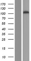 EXOC1 Human Over-expression Lysate