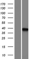 CBWD5 Human Over-expression Lysate