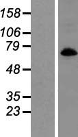 Glyt1 (SLC6A9) Human Over-expression Lysate