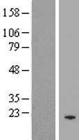 FBXO48 Human Over-expression Lysate