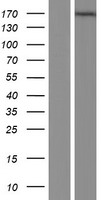 MAGI1 Human Over-expression Lysate