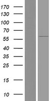 FBXO7 Human Over-expression Lysate