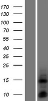 DEFB135 Human Over-expression Lysate