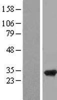 RPAIN Human Over-expression Lysate