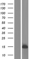 PLGLB1 Human Over-expression Lysate