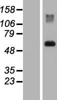 SPINT1 Human Over-expression Lysate