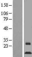 C1ORF151 (MINOS1) Human Over-expression Lysate
