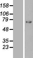 SERPING1 Human Over-expression Lysate