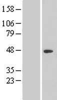 NR2C1 Human Over-expression Lysate