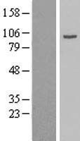 gamma Adaptin (AP1G1) Human Over-expression Lysate