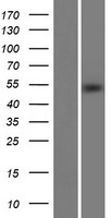 METT11D1 (METTL17) Human Over-expression Lysate