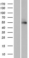 TTLL13P Human Over-expression Lysate