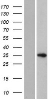 HELT Human Over-expression Lysate