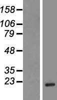 PFN3 Human Over-expression Lysate