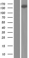 KIAA1755 Human Over-expression Lysate
