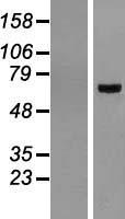 BMAL1 (ARNTL) Human Over-expression Lysate