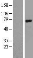 BMAL1 (ARNTL) Human Over-expression Lysate