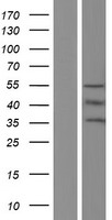 Melanopsin (OPN4) Human Over-expression Lysate