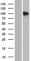 SH3PXD2B Human Over-expression Lysate