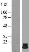 Histone H2A Bbd (H2AFB2) Human Over-expression Lysate