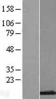 Histone H2A Bbd (H2AFB1) Human Over-expression Lysate