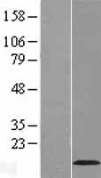 VMA21 Human Over-expression Lysate