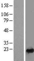 RAB24 Human Over-expression Lysate