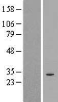 SPDYE2 Human Over-expression Lysate