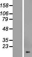 COX19 Human Over-expression Lysate