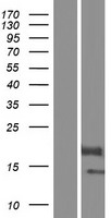 BOLA2 Human Over-expression Lysate