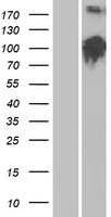 LLGL2 Human Over-expression Lysate