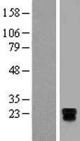 TSPAN18 Human Over-expression Lysate