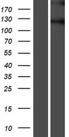 SEMA5B Human Over-expression Lysate