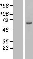 GASK1B Human Over-expression Lysate