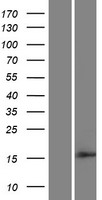 CYS1 Human Over-expression Lysate