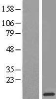 RPL38 Human Over-expression Lysate
