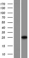 SRA1 Human Over-expression Lysate