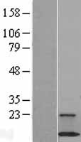 C18orf32 Human Over-expression Lysate