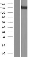 SORBS1 Human Over-expression Lysate